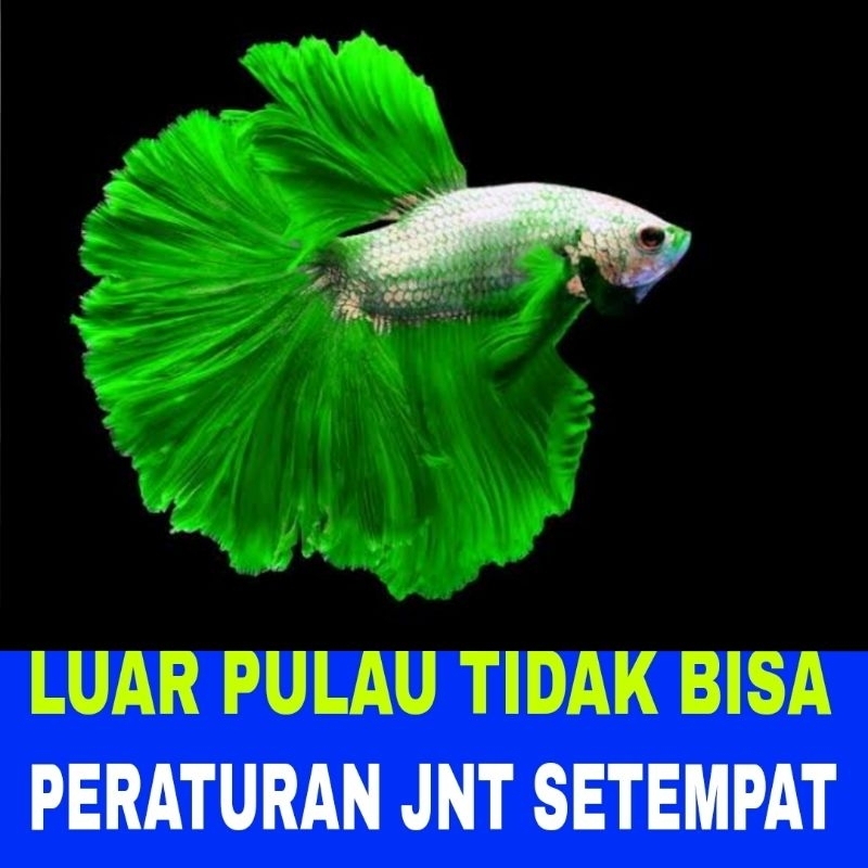 ikan cupang halfmoon sz L isi 10 bergaransi