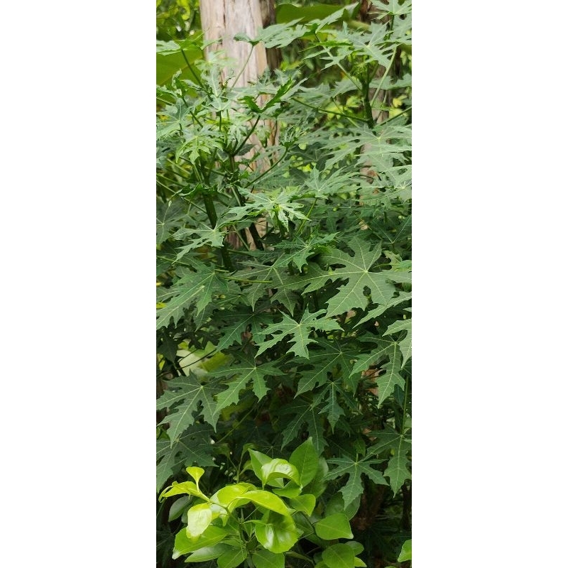 

Daun gedi/ pepaya jepang 30lembar