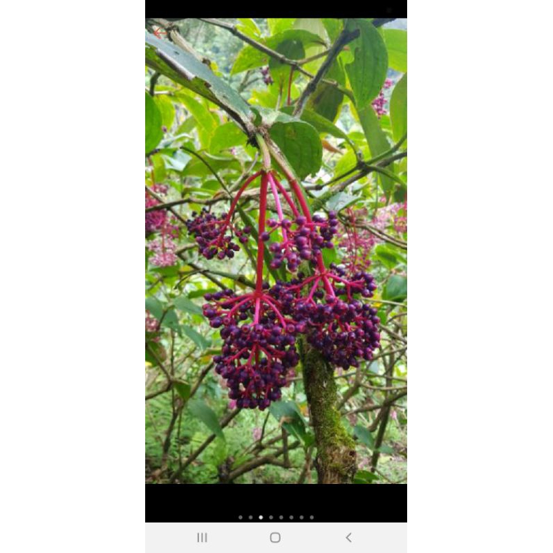 

promo buah parijoto segar 500g