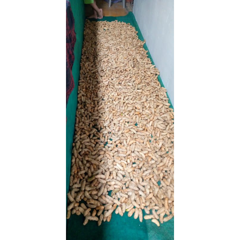 

Kacang Tanah Kulit Mentah Super