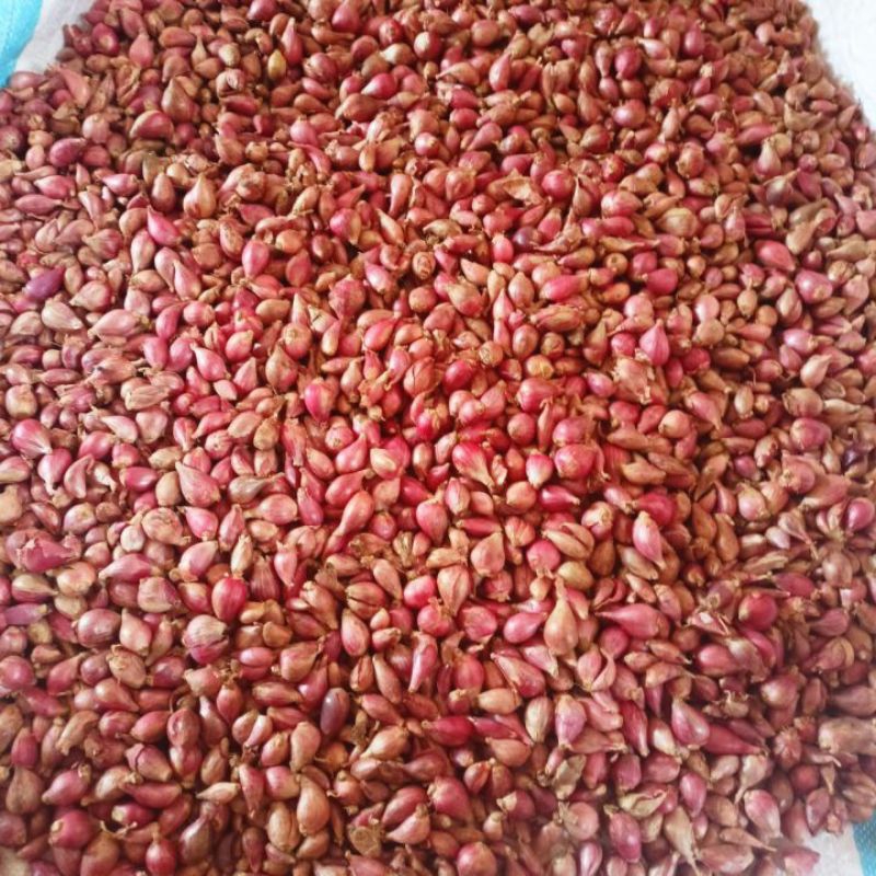 

Bawang Merah Ukuran Kecil.