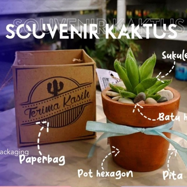 souvenir pernikahan kaktus hidup premium pot teracota plus papperbag