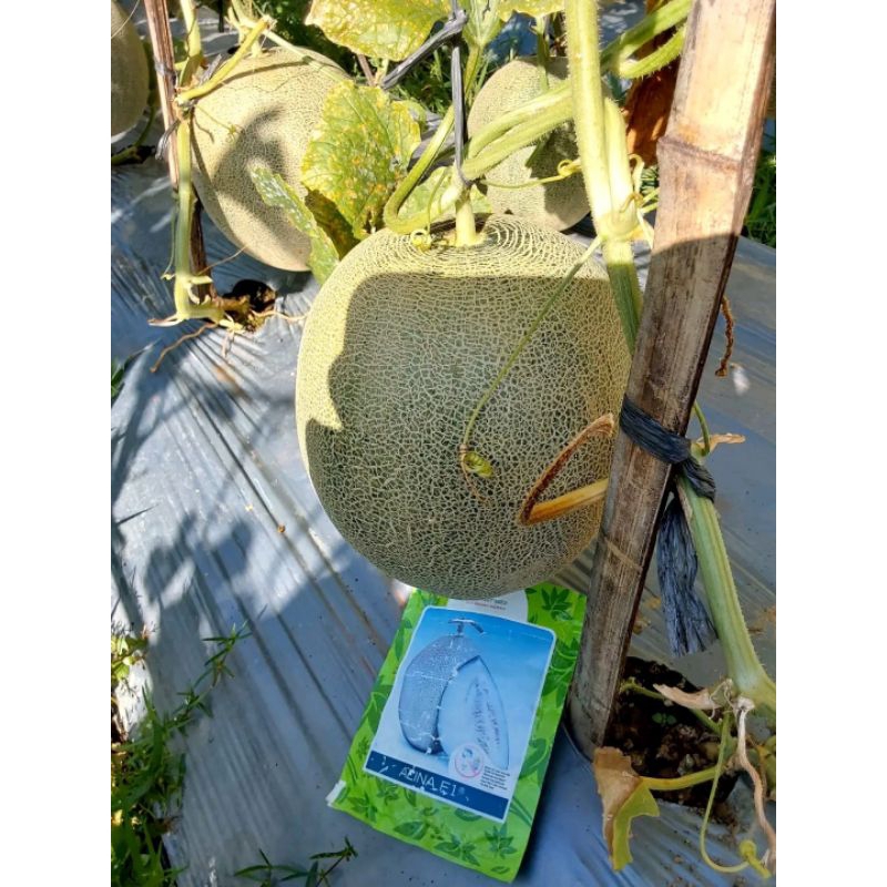 Benih Bibit Melon Madu Alina F1, Tahan Virus Isi Benih 100 Butir (KEMASAN REPACKING KEMASAN ALUMINIU