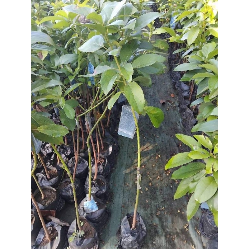 bibit alpukat hijau panjang