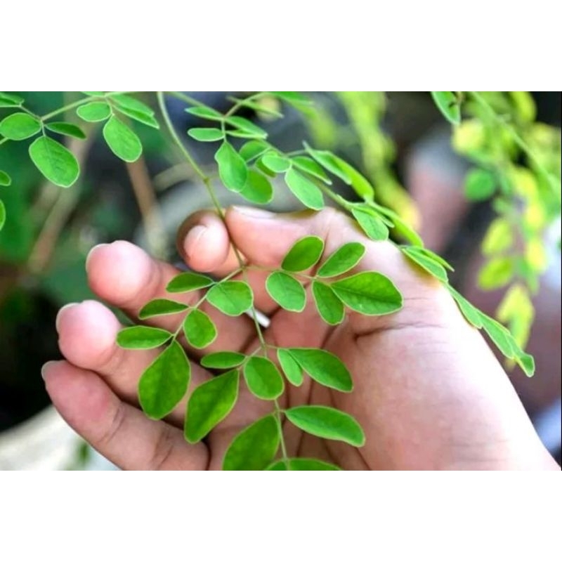 

Daun kelor segar per tankai segar langsung petik