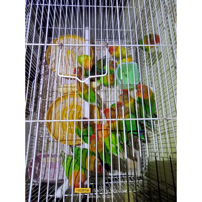[Instan] Burung Lovebird Baby/Paud dan Dewasa