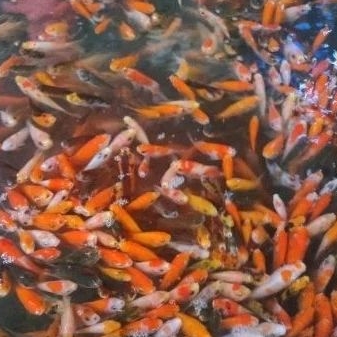 

Isi 1 Liter Ikan Mas Pakan Makanan ikan Predator