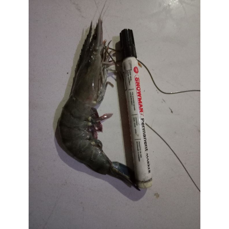 

Udang Windu / Udang Tiger Segar Fresh 1Kg BERGARANSI