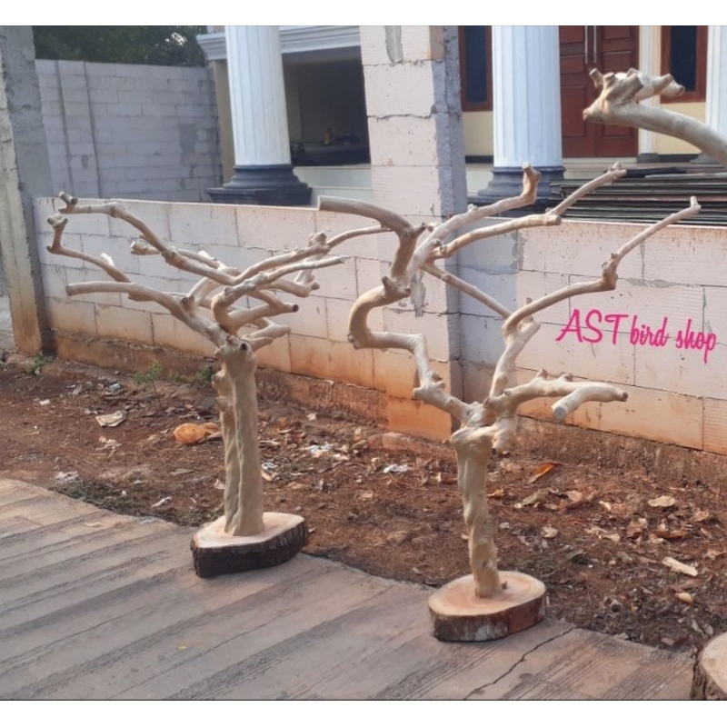 Pohon kopi kayu kopi tangkringan parrot