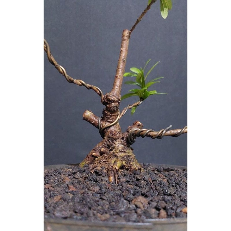 BAHAN BONSAI BUNGA ASOKA MERAH