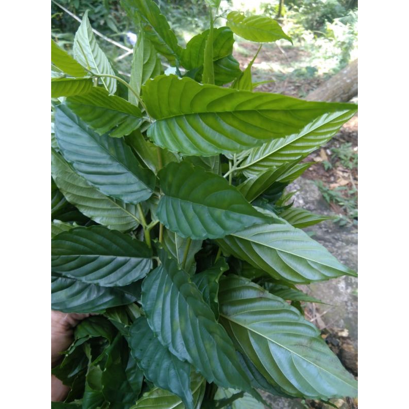 

Daun Afrika segar 1 kg bahan ecoprint
