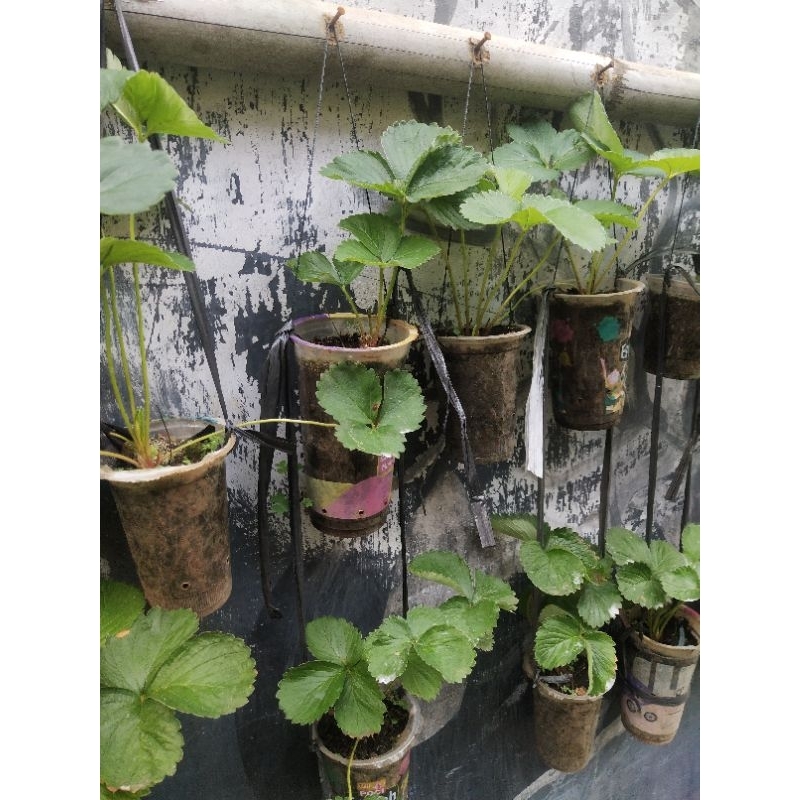 bibit stroberi / strawberry / pohon stroberi