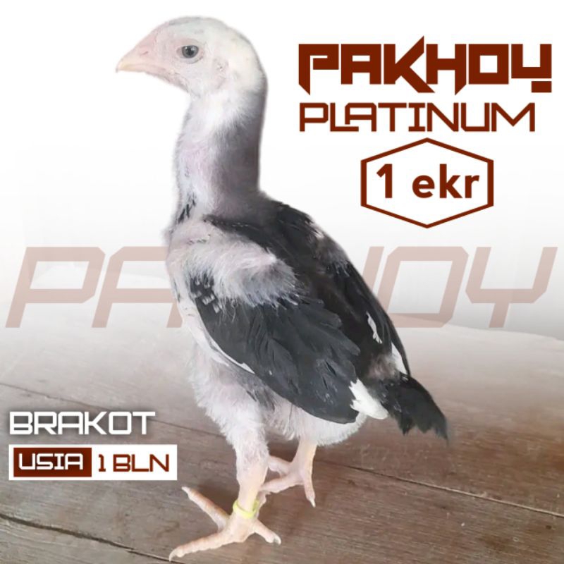 PAKHOY PLATINUM SUPER BRAKOT
