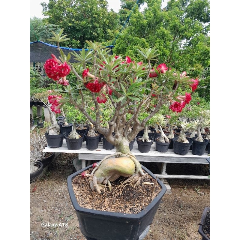 ADENIUM JUMBO BUNGA TUMPUK ID. PMK, TIPE BUNGA KOMPAK