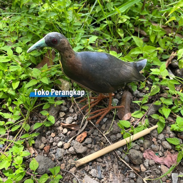 Patung Burung Kareo Sulawesi - Jontrot Pemikat Wak Wak