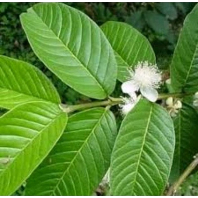 pucuk daun jambu biji pres /20pucuk