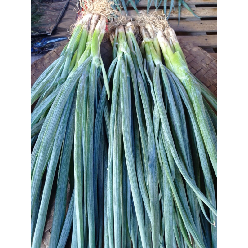 

Bawang Daun Hijau Fresh