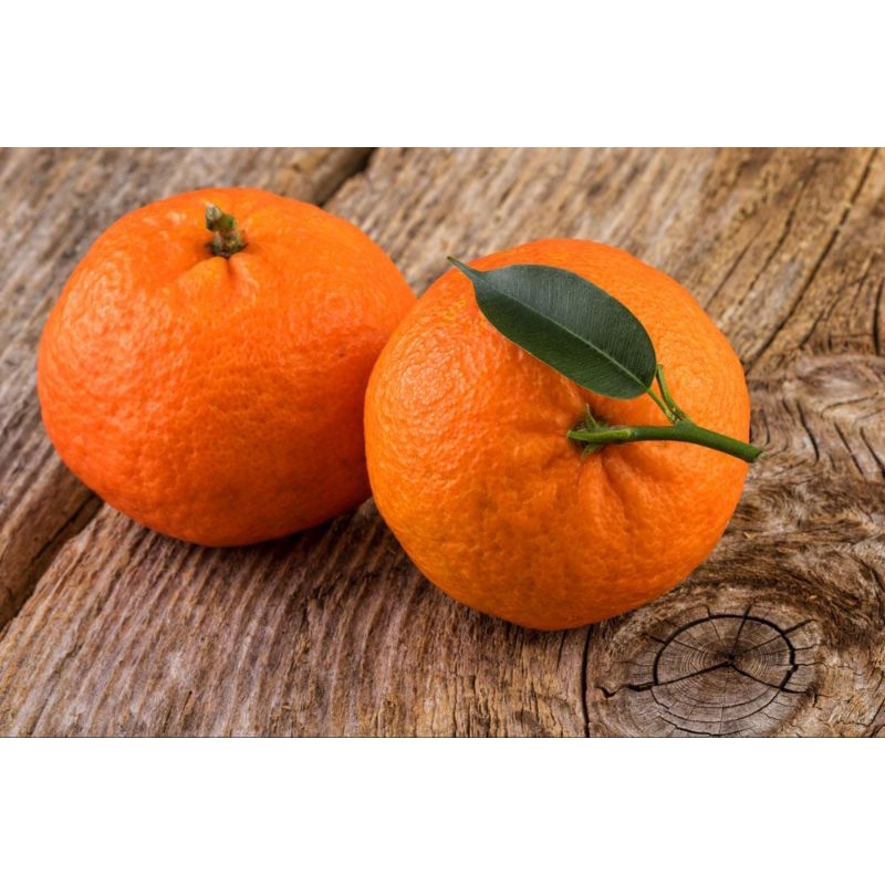 bibit jeruk Mandarin tabulampot sudah berbuah