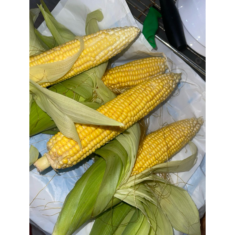 

Jagung Manis