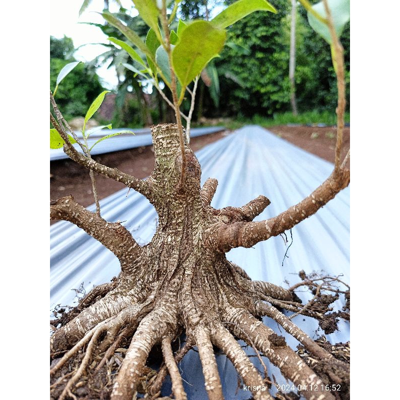 bahan kimeng bonsai kimeng program akar pecah batang kimeng