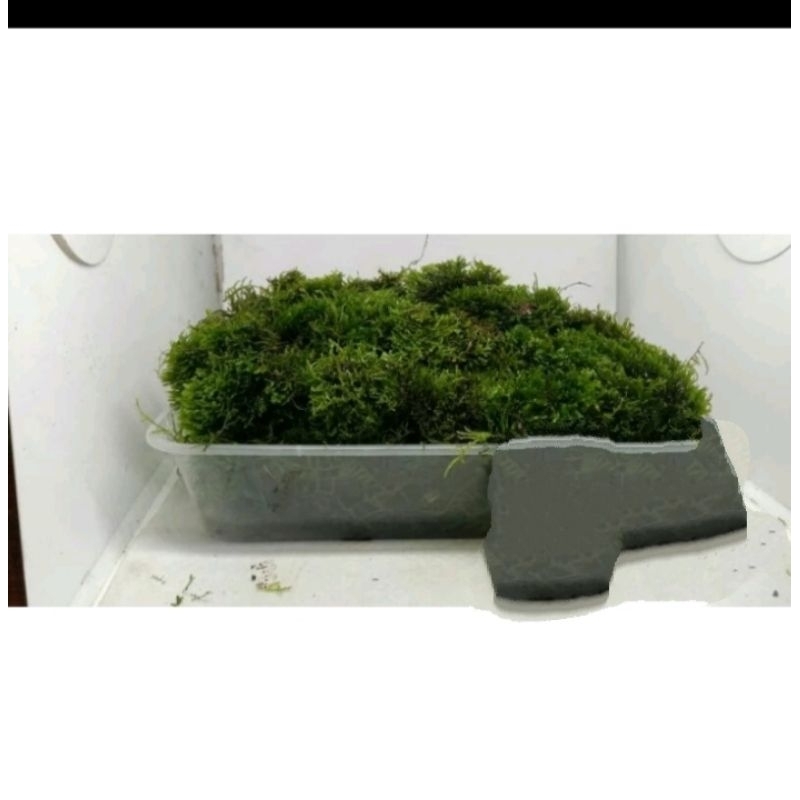 

Ricardia moss porsi nmpan karpet/ pohon /pot /bunga / bonsai / tanaman aquascape/ aquascape /aquarium/taman / tanaman akuascape /tanaman hias / hiasan / hiasan akuarium