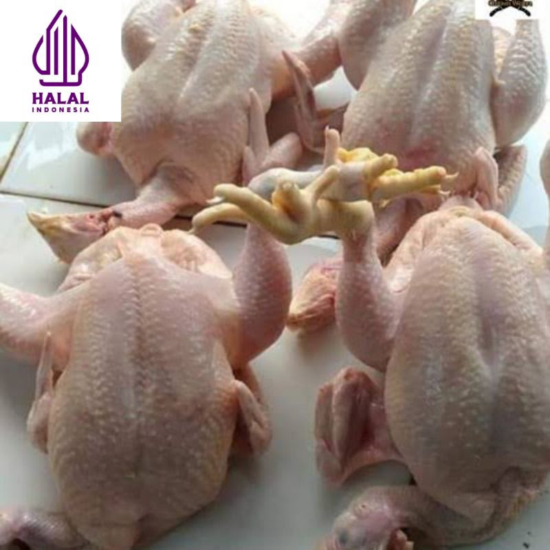 

Ayam Utuh Berat 1-1,2 kg tergantung berat ayam