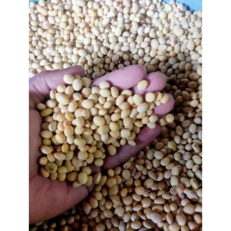 

1KG BENIH KACANG KEDELAI LOKAL UNGGUL TERLARIS