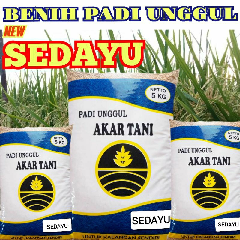 BENIH PADI UNGGUL BERKUALITAS SEDAYU KEMASAN 5KG NEW ORIGINAL