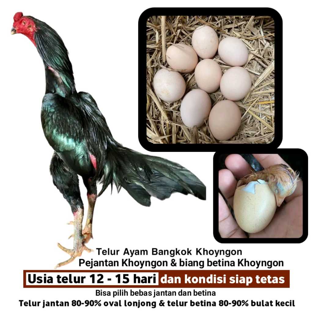 AYAM BANGKOK KHOYNGON TELUR PAKHOY
