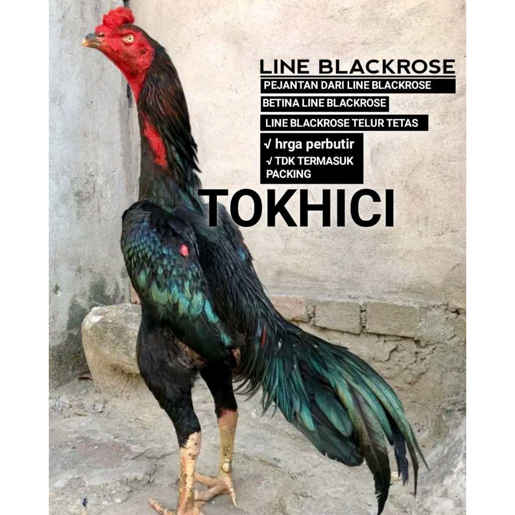 telur ayam bangkok aduan line blackrose super perbutir