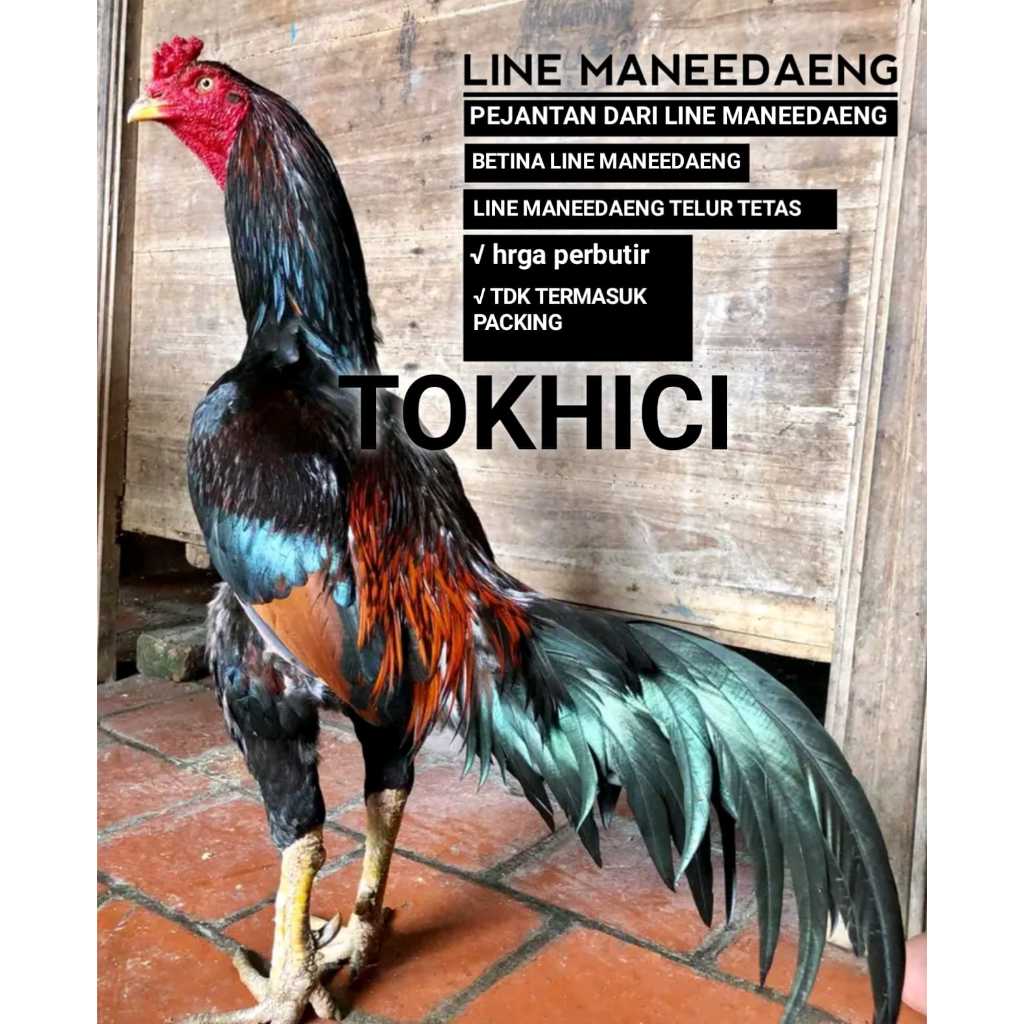 ayam bangkok super pakhoy line maneedaeng telur tetas siap eram