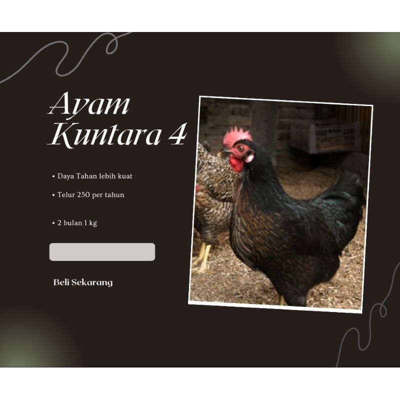 

TELUR AYAM KUNTARA 4