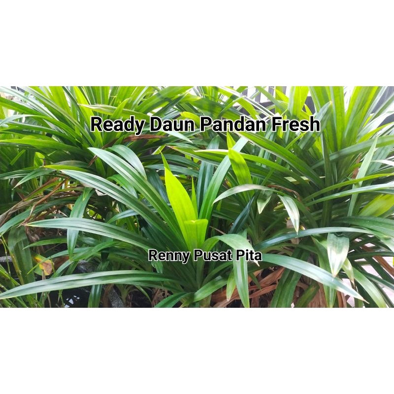 

Daun Pandan Fresh