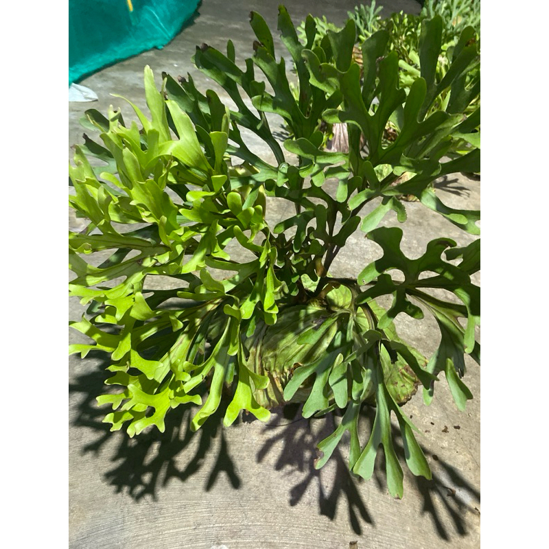 tanaman tanduk rusa.platycerium RIDLEYI ukuran M(sedang)