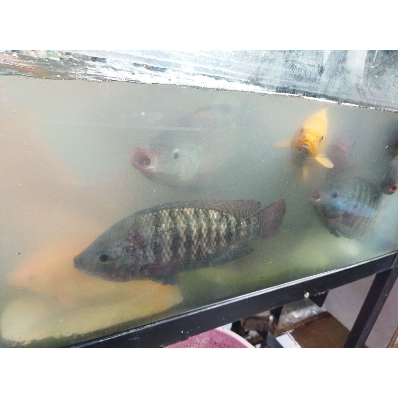 

Ikan nila hidup 1 kg