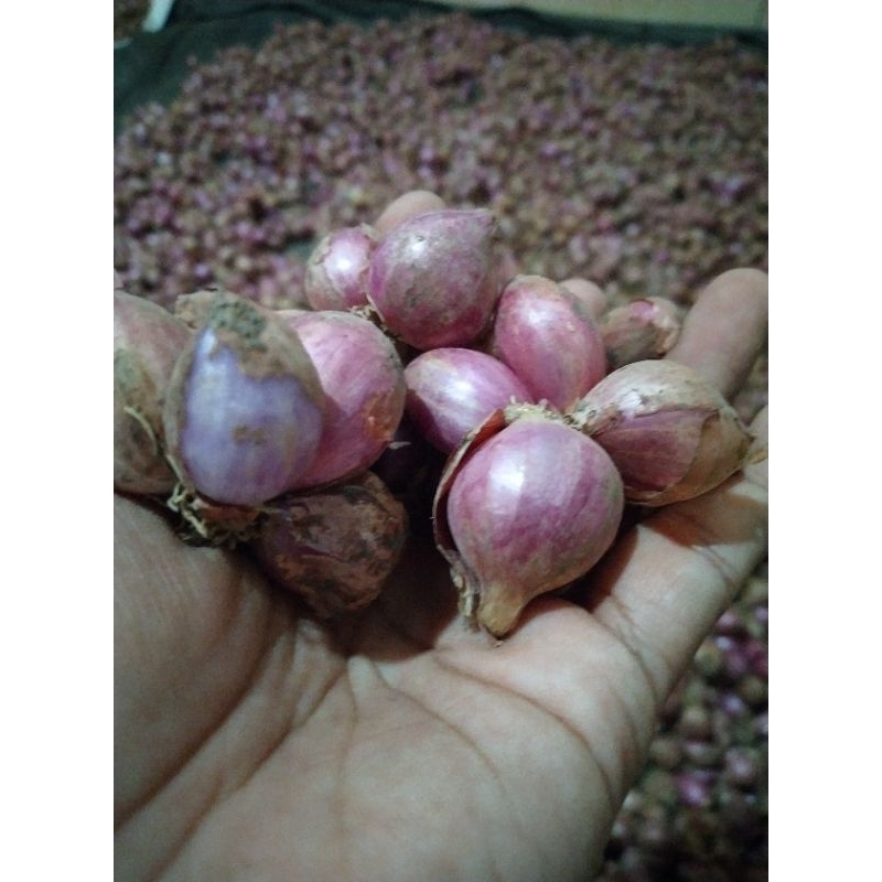 

Bawang Merah