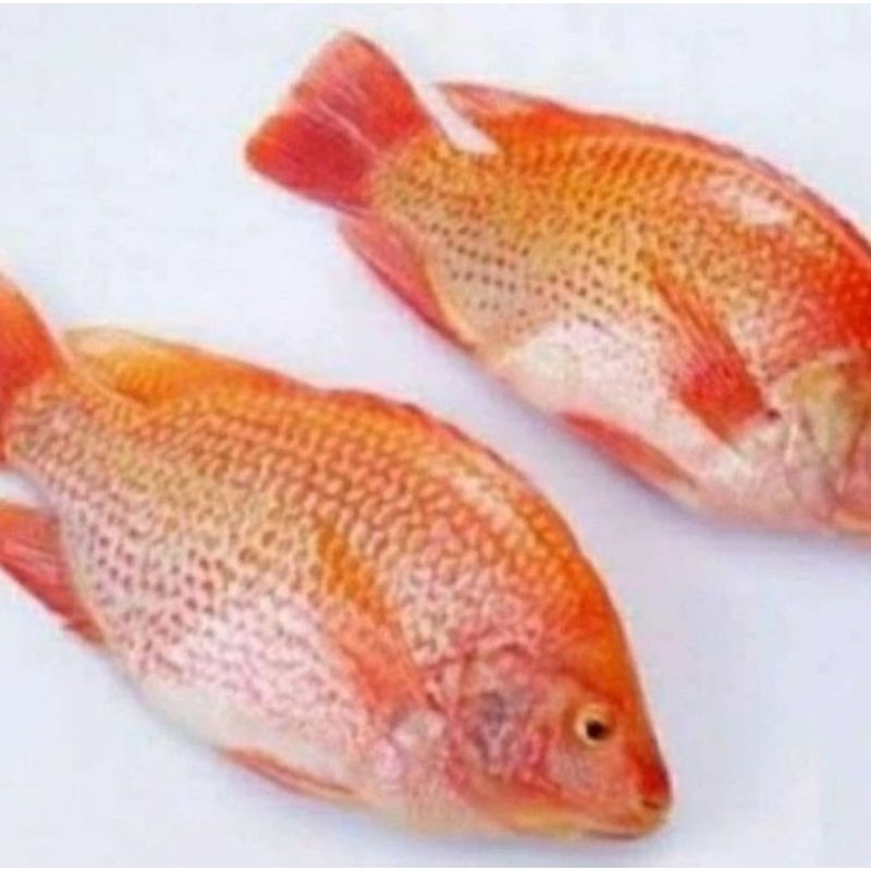 

Ikan Nila Merah Perekor Ukuran Reguler