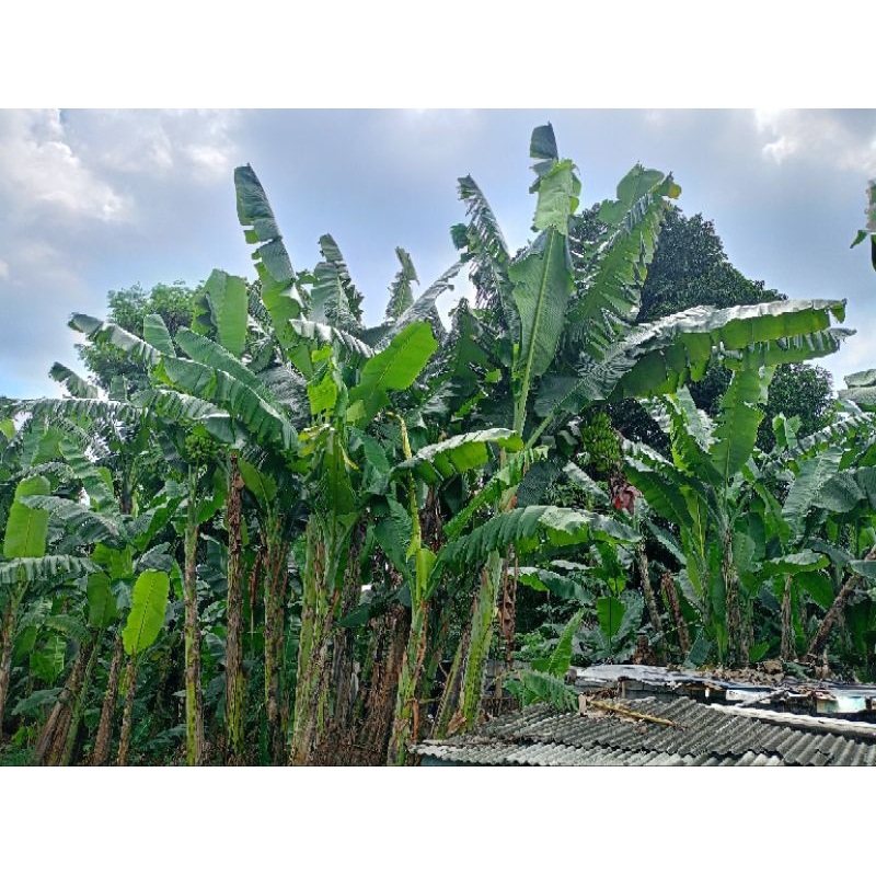 

Daun pisang batu langsung petik dari pohon,ada orderan masuk langsung proses petik dan kirim per 10 lembar.