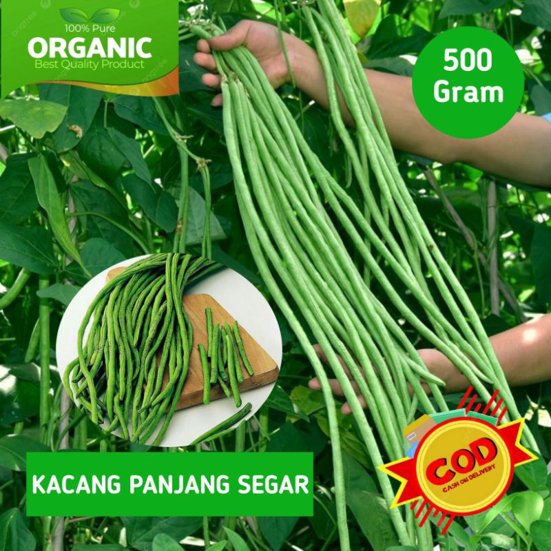 

Kacang panjang segar 500 gram organik