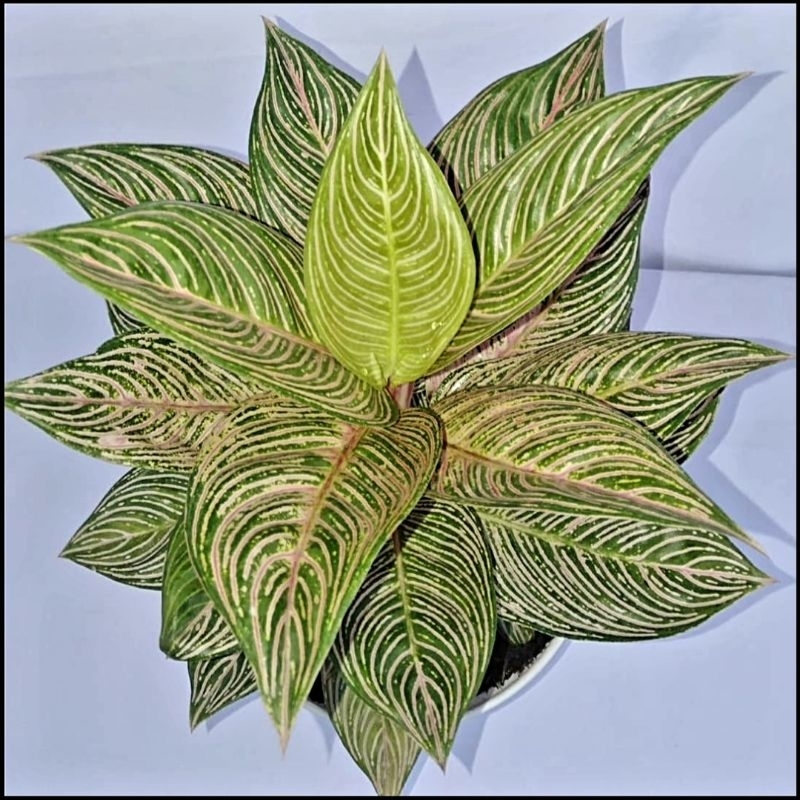 Aglonema Golden Hope Tanian Lokal Tanaman Hias Bunga Aglaonema Murah Merah BUKAN bonggol bibit - tan