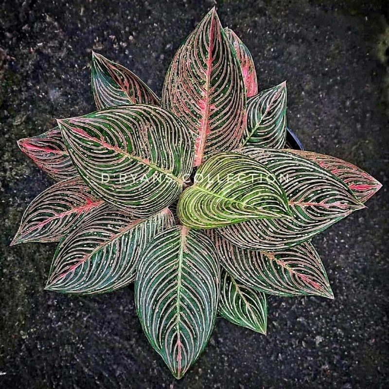 Aglonema Golden Hope Tanian Lokal Remaja - tanaman hias hidup - bunga hidup - bunga aglonema - aglao