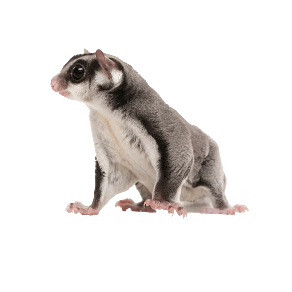 (Kurir Instant) Sugar Glider Platinum Mosaic Joey / SG PLATMOS Baby Jinak