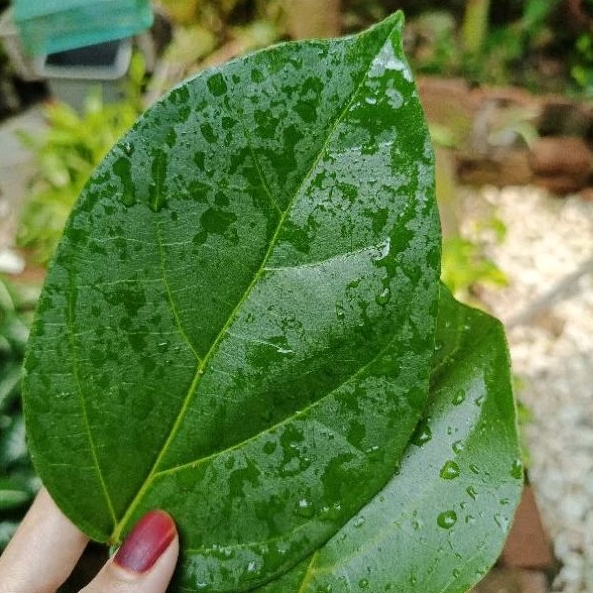 

Daun Cincau Hijau Organik