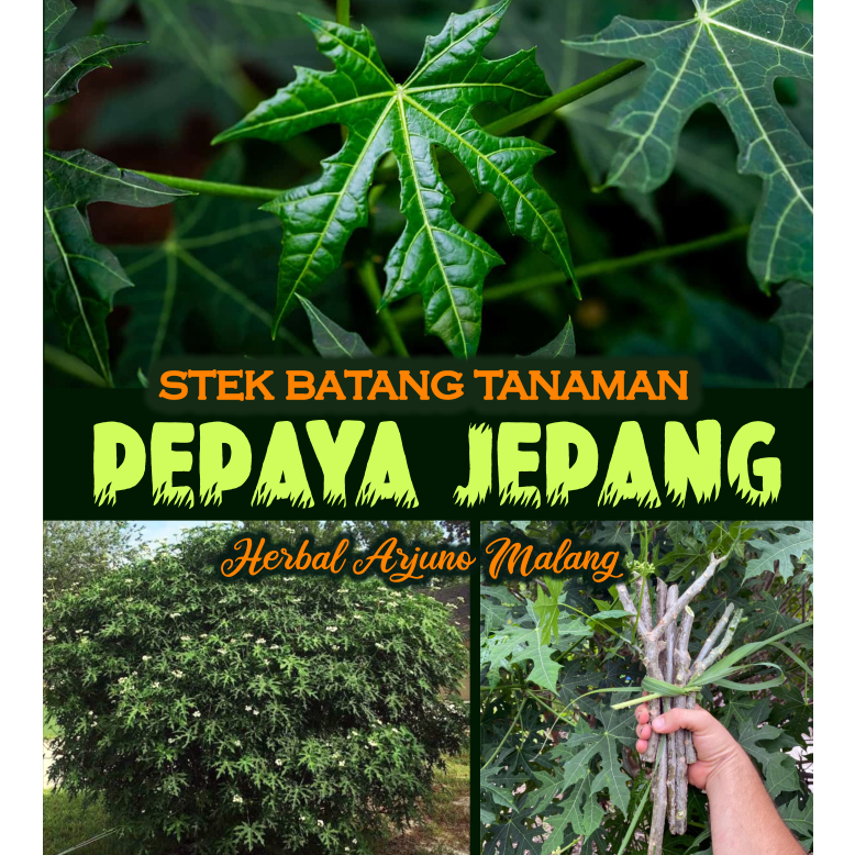 (10pcs) Stek Batang Tanaman Pohon Pepaya Jepang Obat Penambah Darah Anemia Kerusakan Testis Tifus Ti