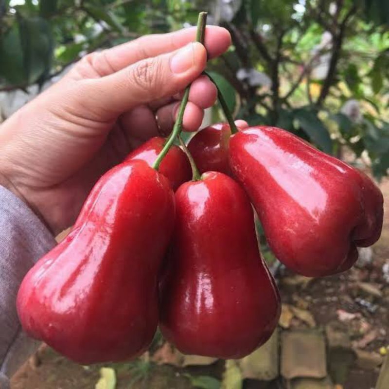 

Jambu air Cincalo 500g Segar Baru