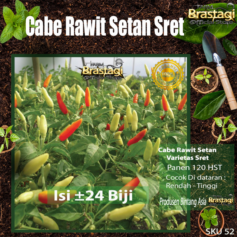FBTG - 24 Benih Bibit Cabe Rawit Setan Sret Pedas Bintang Asia Unggul - SKU 53