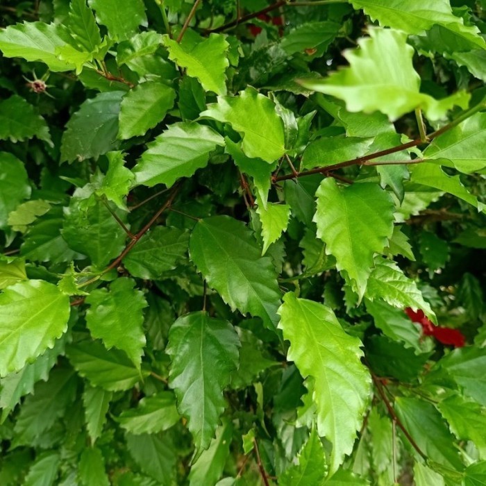

Daun kembang sepatu segar,daun herbal,alami dan organik segar/lembar