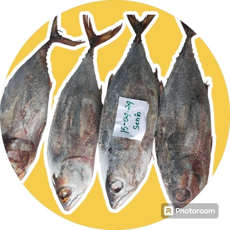 

Ikan Tongkol Frozen Beku Utuh 1 kg