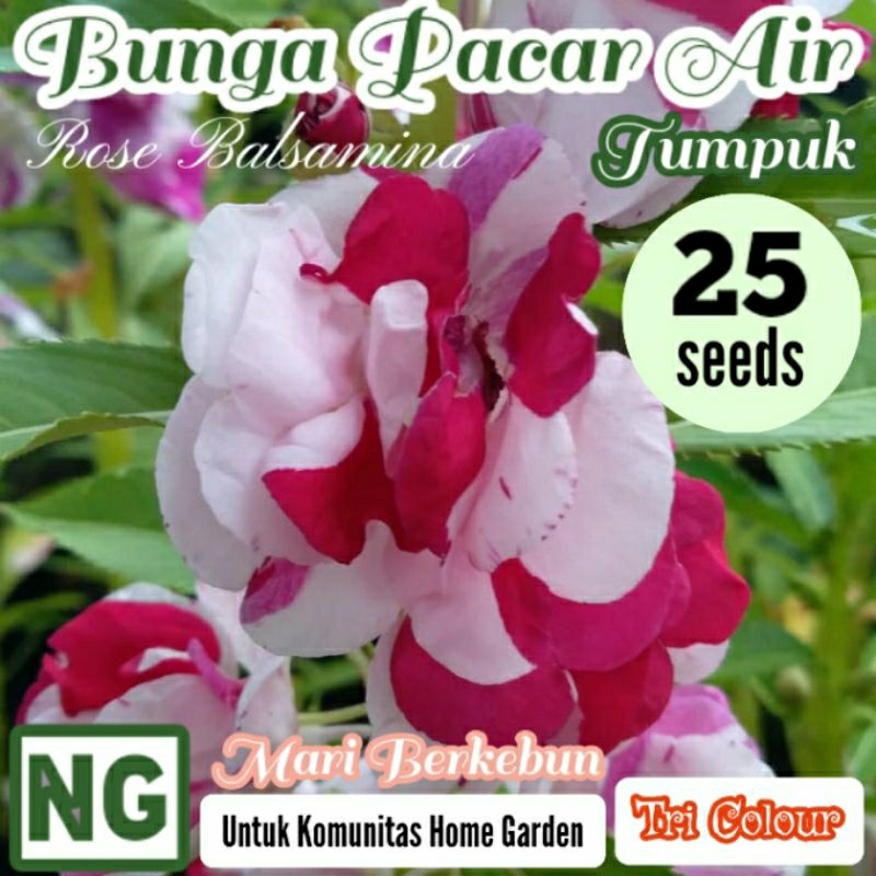 25 Benih Bunga Pacar Air Tumpuk Tri Colour Rose Benih Biji Bibit Bunga Hias Rose Balsamina