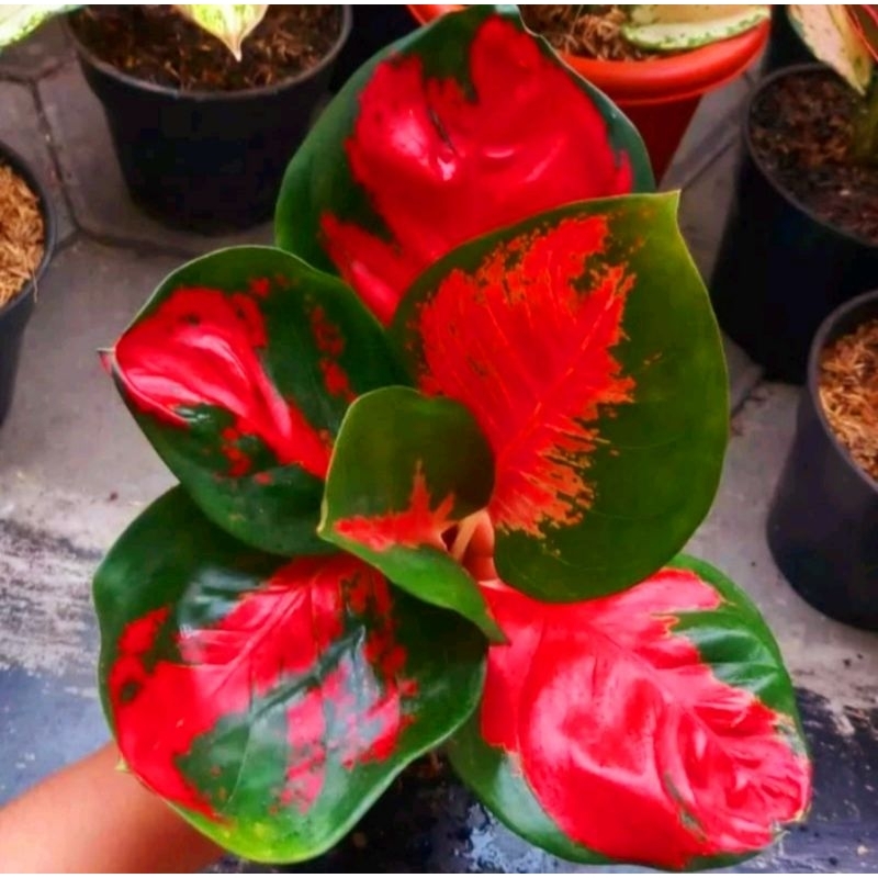 ( BISA COD ) Aglonema Suksom Mangkok / Daun Bulat Merah Mutasi Tanaman Hias Aglonema Aglaonema Sukso